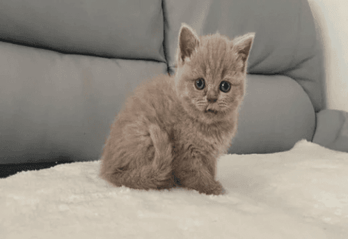 British Shorthair Cats for sale in Miami Beach, FL, USA. price: $800