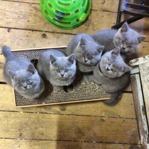 British Short Hair Kittens