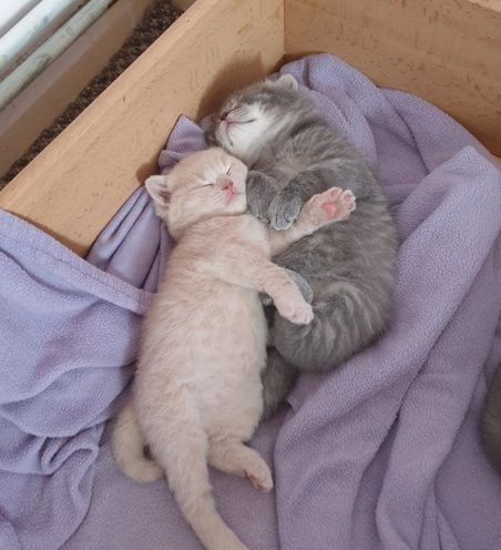 British Shorthair kittens
