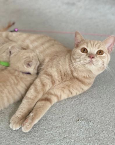 British Shorthair kittens Ready