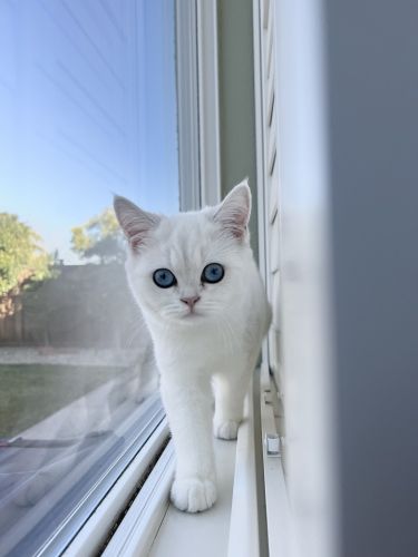 Beautiful British shorthair female CALIFORNIA