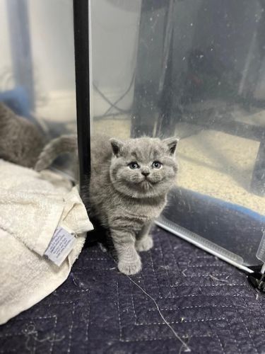 Registered Male & Female British Shorthair Blue Kittens
