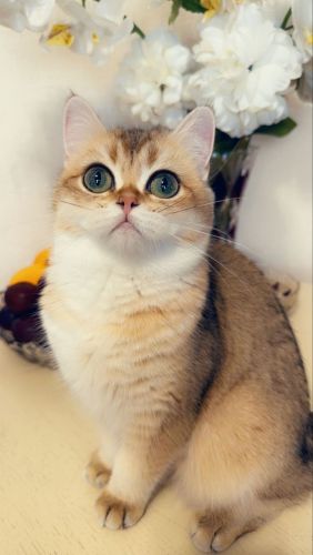 Adorable British shorthair