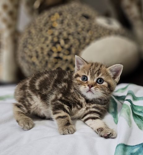 British Shorthair