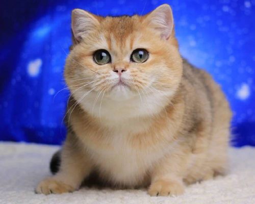 Beauty British Shorthair