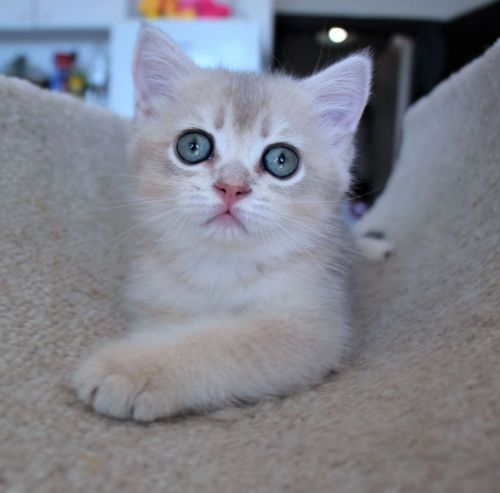 Adorable British shorthair kittens