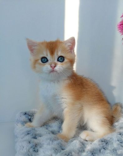 Adorable British shorthair kittens