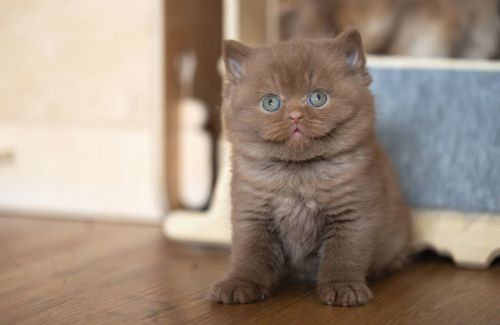 Adorable british shorthair
