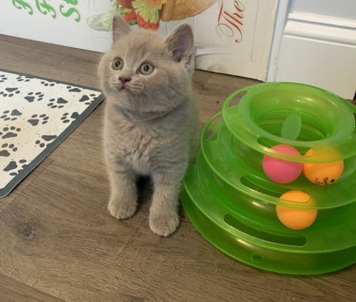 British shorthair male kitten Clyde.