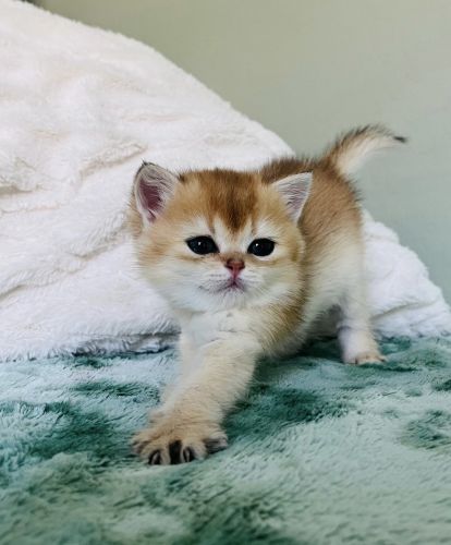 British shorthair kitten