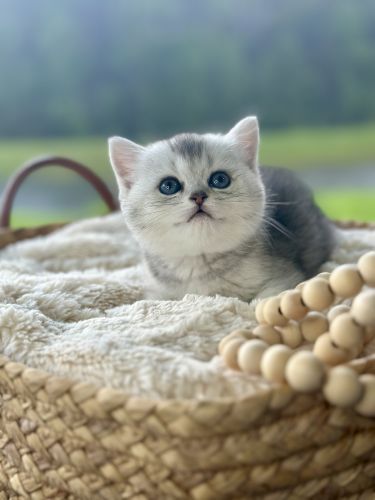 Available british shorthair and scottish fold kittens