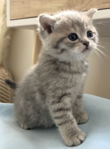 Adorable British Shorthai Kittens Ready Now