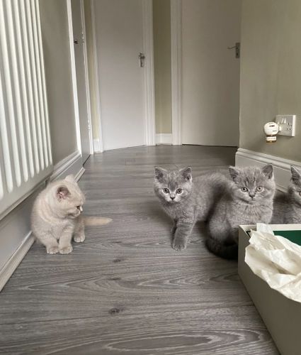 Beautiful British shorthair kittens for sale