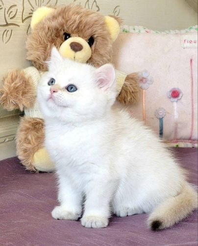 British Shorthair Cats for sale in Washington, DC 20004, USA. price: $1,000