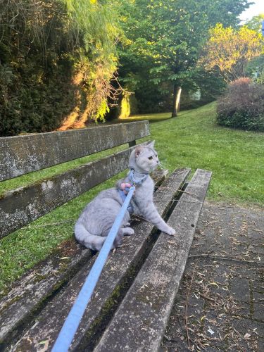 Süßes Britisch Kurzhaar Kätzchen zu verkaufen- Frankfurt
