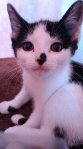 2 month old kitten for sale.