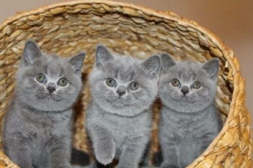 British Shorthair Cats for sale in Chesapeake, VA, USA. price: NA