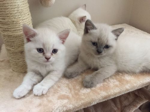 British Shorthair kittens for sale