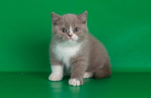 Stunning Gccf Blue British Shorthair Male Kitten