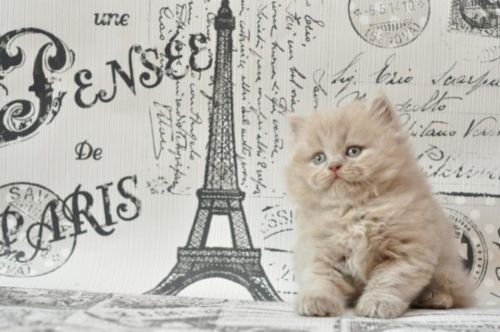 Show class British Shorthair kitten.Text us on (***) ***-***9