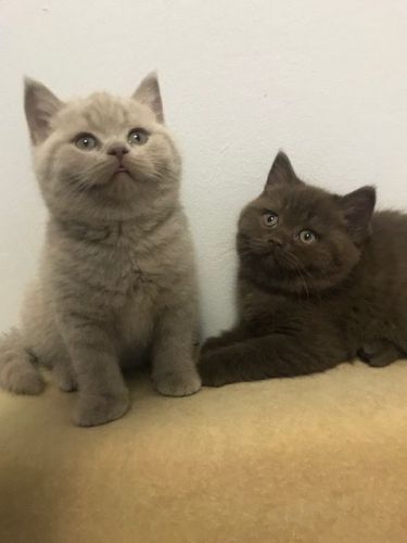 British Shorthair Chocolate and Lilac Females