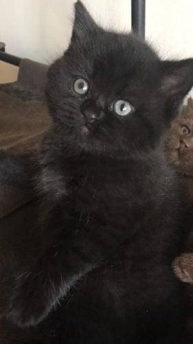 British Shorthair Black Male ready to go home