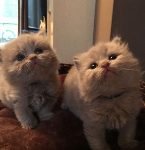 British Shorthair Kittens Text (***) ***-***9