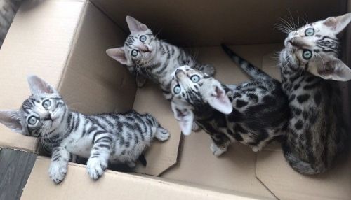 BSH kittens male and female(***) ***-***2