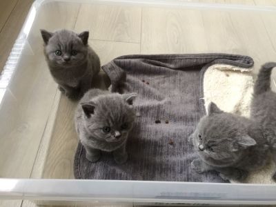 Pedigree Certified British Shorthair Kittens