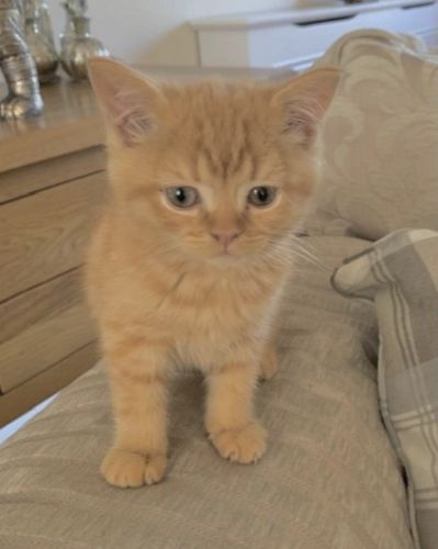 Stunning British Shorthair Kitten