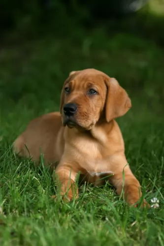 broholmer puppy - description