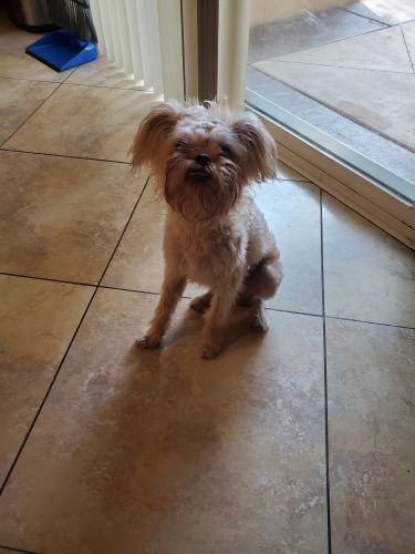 Boy Brussels Griffon