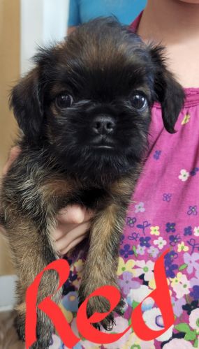 Brussels Griffon Puppy