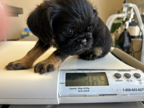 Amazing Baby Boy Brussels!