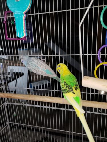 Pair of parakeets