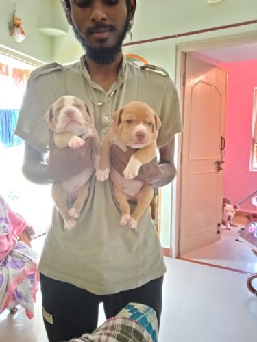 Bull and Terrier Puppies for sale in Mysuru, Karnataka, India. price: 35,000 INR