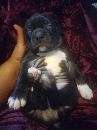 Pitbull bully mixed