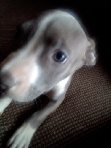 Rehoming female puppy