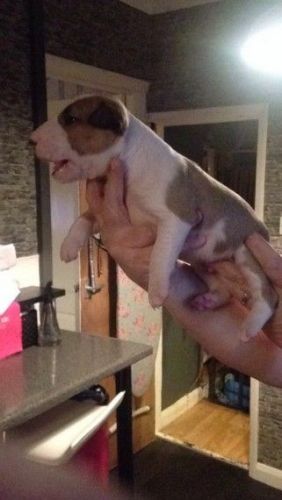 Kc Registered Bull Terrier Pups