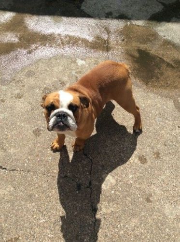 English bull dog pups for sale