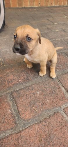 Bull Arab Puppies for sale in Craigieburn VIC 3064, Australia. price: $500