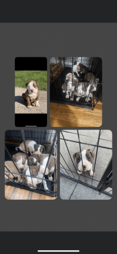 Pitbull red nose/brindle