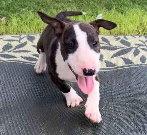AKC Bulll Terrier