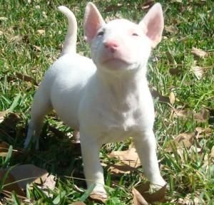 Akc Bull Terrier Puppies ***) ***-***0