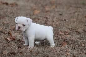 Absolutely gorgeous English Bulldog puppies