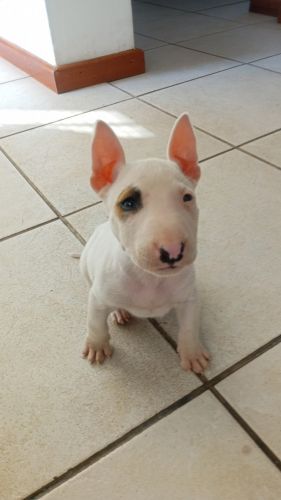 Bull Terrier Puppies for sale in Oudtshoorn, 6620, South Africa. price: 4,800 ZAR
