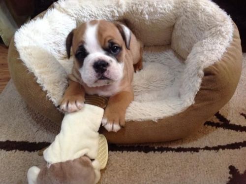 Healthy English Bulldog Puppies For Adoption