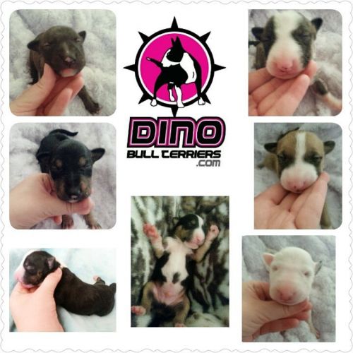 English Bull Terrier puppies