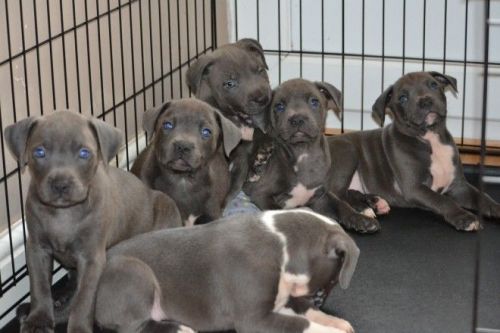 Beautiful Bull terrier puppies