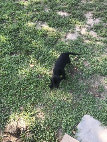 Free Labrador pitt puppies